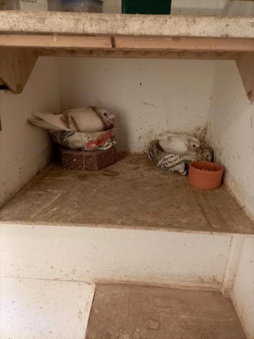 Dragoons  3 koppels + 3 jongen, Dieren en Toebehoren, Vogels | Duiven, Overige soorten, Meerdere dieren