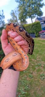 1.0 boa constrictor inperator. Met terrarium., Dieren en Toebehoren, Reptielen en Amfibieën, Slang, Met terrarium, 3 tot 6 jaar