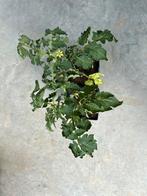 Tomatennplanten varia, Ophalen, Volle zon, Groenteplanten, Eenjarig
