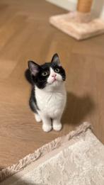 Schattige Ragdoll X Britse Korthaar kitten gechipt, ingeënt, Dieren en Toebehoren, Katten en Kittens | Raskatten | Korthaar, Poes