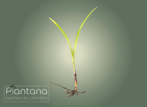 Zaailingen – Trachycarpus fortunei (palmboom), Tuin en Terras, Planten | Bomen, Palmboom, Minder dan 100 cm, Volle zon, Lente
