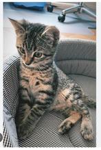 !!!!Gezocht cyperse/tijger kitten !!!!, Kater, Kortharig, 0 tot 2 jaar
