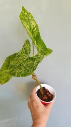 Syngonium Mottled Mojito, Overige soorten, In pot, Minder dan 100 cm, Groene kamerplant