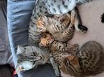Wegens niet ophalen! Laaste savannah kitten! (Katertje), Dieren en Toebehoren