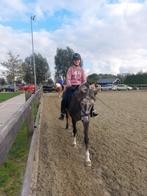 Verzorgpony gezocht, Ophalen of Verzenden, Nieuw