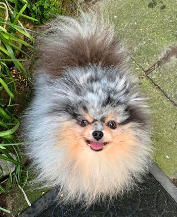 Mooie kleine merle tan Pomeriaan dekreu - Pomeranian dekreu