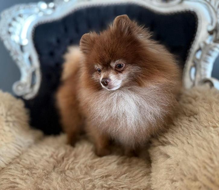 Pomeranian/ dwergkees choco dekreu, Dieren en Toebehoren, Honden | Dekreuen, Reu, Particulier, Eén hond, Buitenland, 3 tot 5 jaar