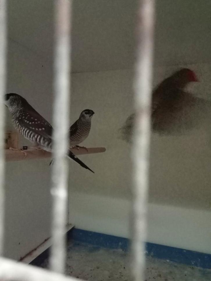 Koppel ceresamedine, Dieren en Toebehoren, Vogels | Overige Vogels, Meerdere dieren