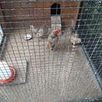Broedeieren sebright, Dieren en Toebehoren, Geslacht onbekend, Kip