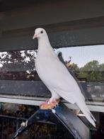 Duif, Geslacht onbekend
