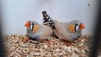 2 zebravink mannen 2025, Dieren en Toebehoren, Vogels | Overige Vogels, Mannelijk, Tropenvogel