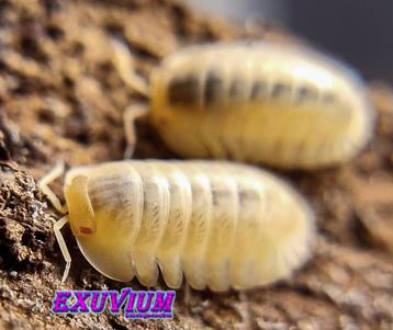 Cubaris sp. Red Edge Albino isopods / pissebedden beschikbaar voor biedingen