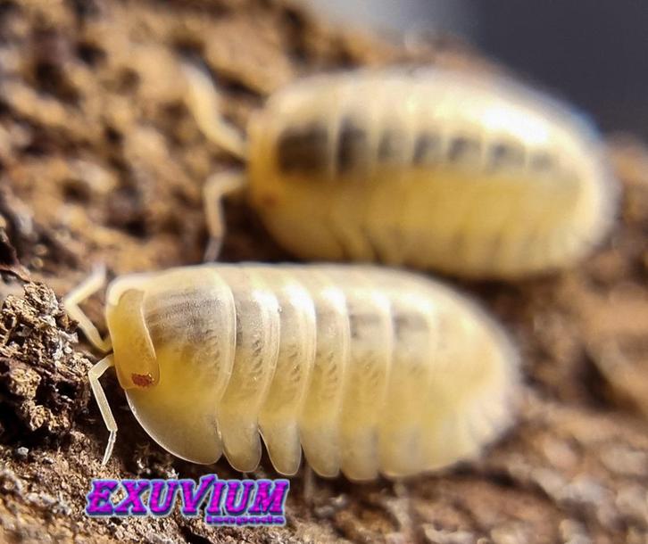 Cubaris sp. Red Edge Albino isopods / pissebedden, Dieren en Toebehoren, Insecten en Spinnen, Overige soorten