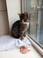 Grijze kitten mag naar een goed huisje., Dieren en Toebehoren, Katten en Kittens | Raskatten | Korthaar, Poes