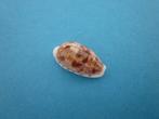 Schelpen: Cypraeidae, Verzenden, Schelp(en)