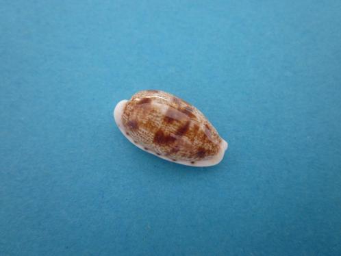 Schelpen: Cypraeidae, Verzamelen, Mineralen en Fossielen, Schelp(en), Verzenden