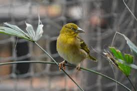 Grote textor wever, Dieren en Toebehoren, Vogels | Overige Vogels, Meerdere dieren, Geringd