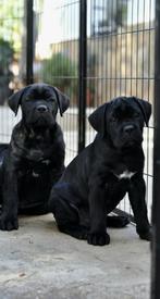 Cane Corso puppy pups uit Kampioenslijnen | stamboom, Dieren en Toebehoren, Fokker | Hobbymatig, Rabiës (hondsdolheid), 15 weken tot 1 jaar