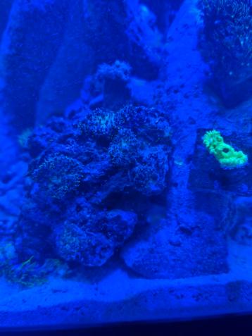 Zeeaquarium koralen te koop ivm uitdunnen hobby beschikbaar voor biedingen