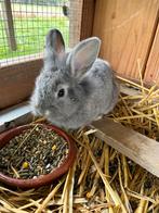 1 baby konijntje beschikbaar  (mannetje), Dieren en Toebehoren, Meerdere dieren