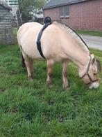 Tarwe  stro, geboorte melder en d pony, Dieren en Toebehoren, Paarden en Pony's | Overige Paardenspullen, Ophalen of Verzenden