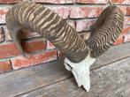 Moeflon Hoorns op Schedel - Decoratief, Ophalen of Verzenden, Gebruikt, Wild dier, Schedel