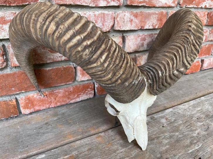 Moeflon Hoorns op Schedel - Decoratief, Verzamelen, Dierenverzamelingen, Gebruikt, Schedel, Wild dier, Ophalen of Verzenden