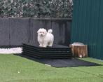 Maltipoo-pups | Geboren op 15.09.2025, Maltezer, 15 weken tot 1 jaar, Teef, Parvo