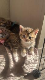 4 lieve kittens geboren !!, Dieren en Toebehoren, Katten en Kittens | Overige Katten, Meerdere dieren