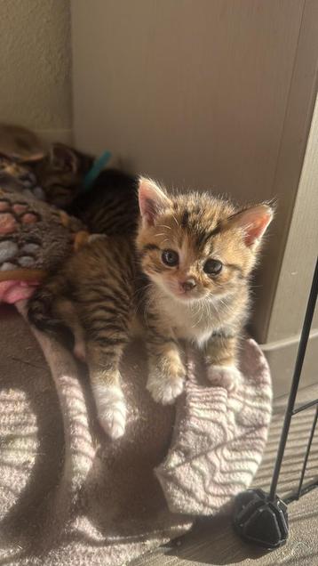 4 lieve kittens geboren !! beschikbaar voor biedingen