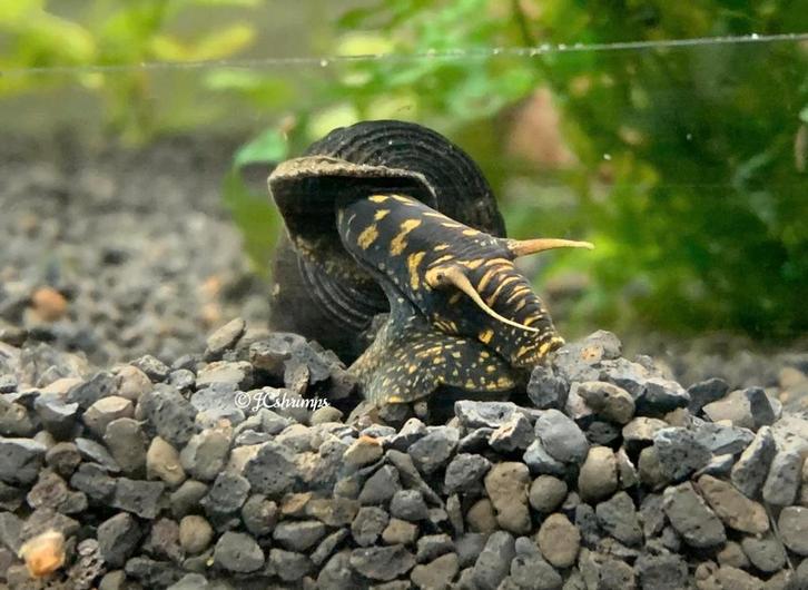Tylomelania Yellow spot | Aquarium slakken - slak, Dieren en Toebehoren, Vissen | Aquariumvissen, Slak of Weekdier