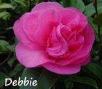 Roze Bloeiende Camelia / Camellia Williamsii Debbie, Tuin en Terras, Planten | Tuinplanten, Halfschaduw, Vaste plant, Lente, Overige soorten