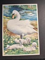 Zwaan met jongen oude kaart Illustratie van H Rol, Verzamelen, Ansichtkaarten | Dieren, Verzenden, 1940 tot 1960, Ongelopen, Waterdier