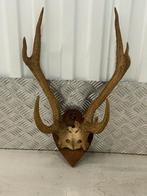 Edelhert Gewei op Wandschild +-40cm, Huis en Inrichting, Ophalen, Gebruikt