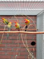 Te koop, Meerdere dieren, Parkiet, Geringd