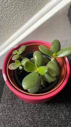 Crassula Ovata Jadeplant vetplant, Ophalen of Verzenden, Overige soorten, Minder dan 100 cm