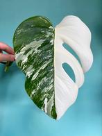 Topkwaliteit Half Moon witte Monstera Albo Variegata, Ophalen, Overige soorten, Minder dan 100 cm