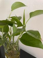 Epipremnum Aureum stek, Huis en Inrichting, Kamerplanten, Ophalen, Overige soorten, Minder dan 100 cm