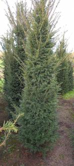 Mooie volle taxus baccata tot 275 cm, Ophalen of Verzenden, Taxus, 100 tot 250 cm