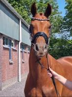 Desperados X Goldschmidt, Dieren en Toebehoren, Paarden, Merrie, Gechipt, Dressuurpaard, 3 tot 6 jaar