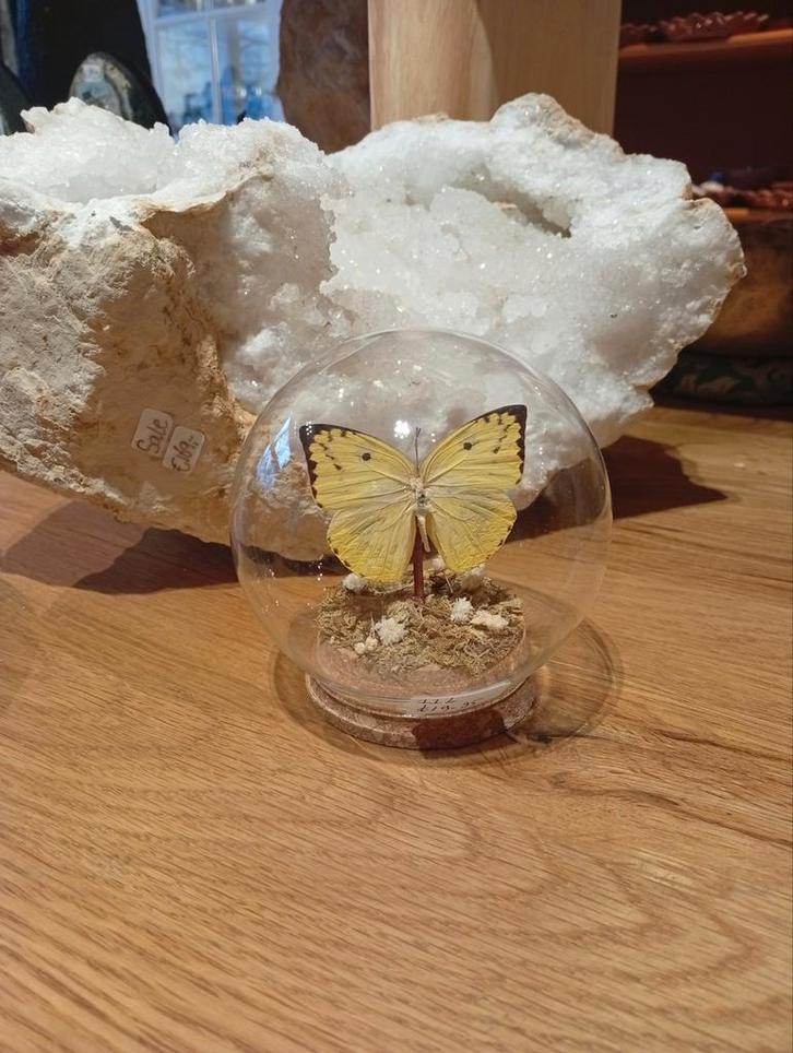 Prachtige vlinder in stolp hoogte 10 cm, Huis en Inrichting, Woonaccessoires | Stolpen, Ophalen of Verzenden