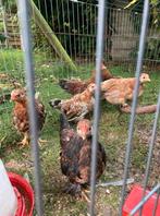 Jonge kipjes (kuikens) kruising serama chocin kriel, Meerdere dieren, Kip