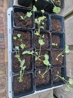 Boerenkool Plantjes, Tuin en Terras, Bloembollen en Zaden, Ophalen, Gehele jaar, Halfschaduw, Zaad