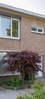 Japanse Esdoorn (Acer), Tuin en Terras, Ophalen, Bloeit niet, Halfschaduw, Overige soorten