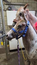 Appaloosa hengsten en merrie, Dieren en Toebehoren, Pony's, Gechipt, Dressuurpony, 0 tot 2 jaar, Meerdere dieren
