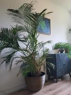 Prachtige grote palmplant met mooie pot, Ophalen, 200 cm of meer, Palm, In pot