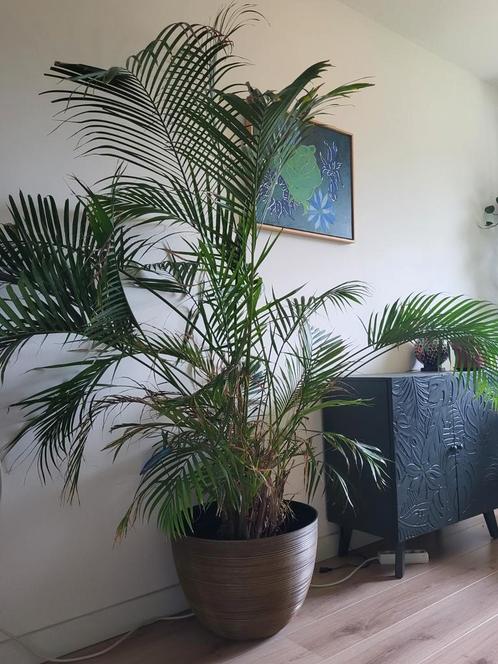 Prachtige grote palmplant met mooie pot, Huis en Inrichting, Kamerplanten, Palm, 200 cm of meer, Groene kamerplant, In pot, Ophalen
