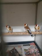 Majoor putters, Dieren en Toebehoren, Meerdere dieren, Wildzangvogel, Geringd