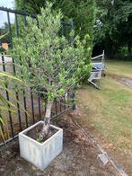 Prachtige olijfboom met pot, Ophalen, Volle zon, Olijfboom, 100 tot 250 cm