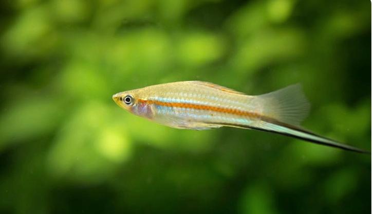 zwaarddragers, Dieren en Toebehoren, Vissen | Aquariumvissen, Zoetwatervis, Vis, Schoolvis